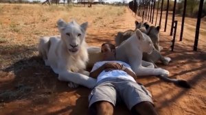 NEW! BRAIN TIME.  ОПАСНЫЕ ЖИВОТНЫЕ, КОТОРЫЕ МОГУТ БЫТЬ ДРУЖЕЛЮБНЫМИ