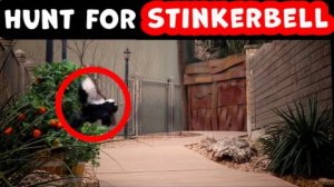 Bushman Prank_ Release the Skunk 2025!!