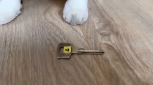 Игра в кальмара с котами реальной жизни