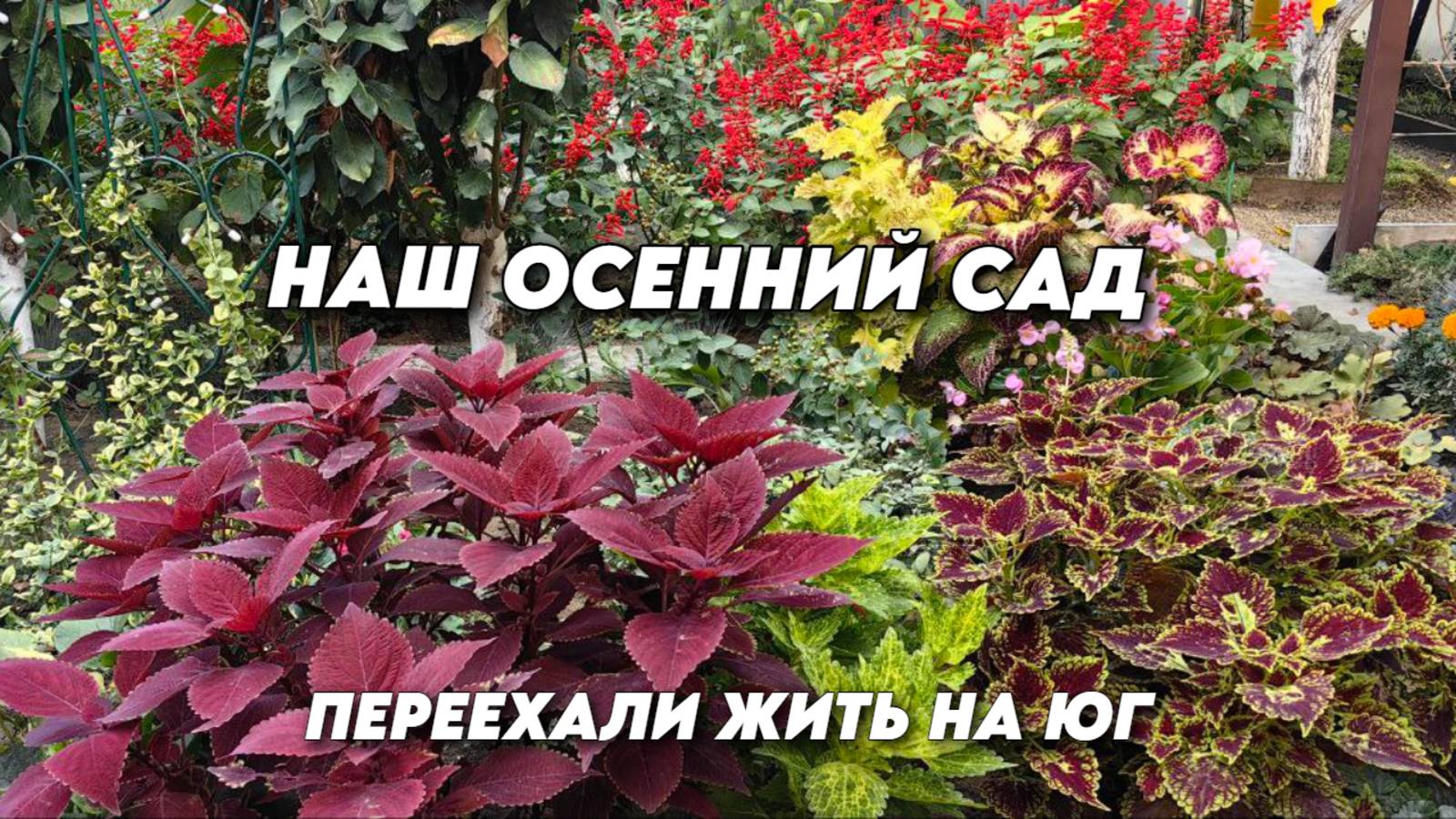 988 Жизнь на юге/Обзор нашего сада/Интересные моменты из нашей жизни