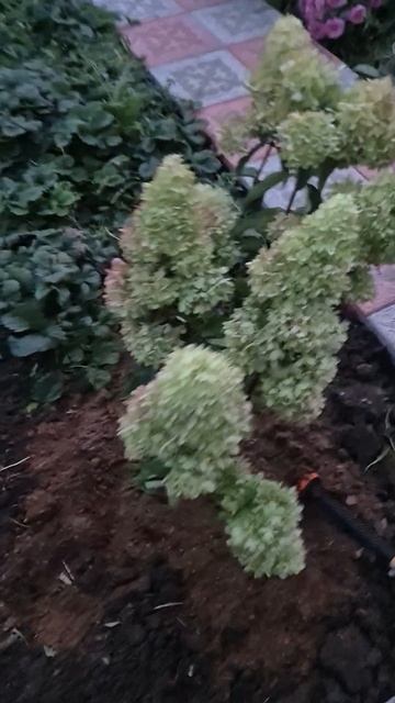 Мои новые гортензии