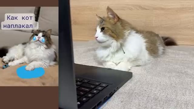 Мемы про школу смотреть онлайн