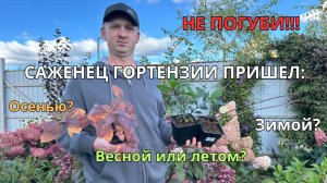 Что делать с саженцами гортензии после покупки? Советы для любого сезона