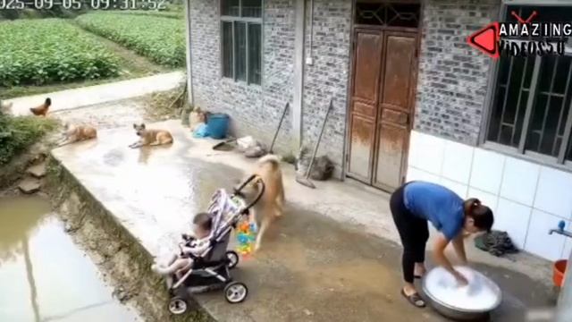 Собака спасла ребёнка. смотреть онлайн