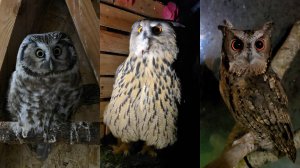 Цветочные совы совсем зазнались. У кошки Морошки подрезали коврик. Сова Ёль не ждёт Егора