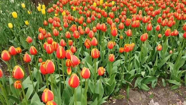 Миллион тюльпанов на Елагином острове в Санкт-Петербурге. смотреть онлайн