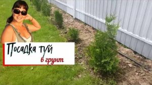 Посадка туй в грунт Видеоинструкция.