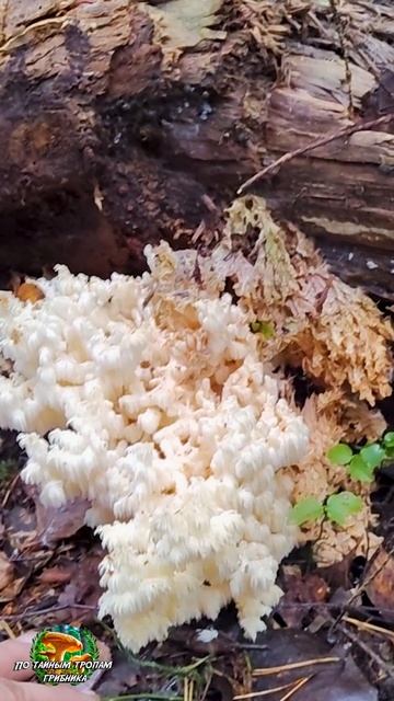 Ежовик Коралловидный смотреть онлайн