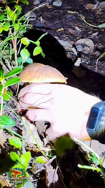 Ночной белый гриб смотреть онлайн