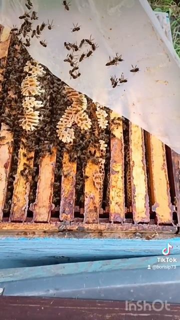 🐝💉🐝💉🐝💉🐝 смотреть онлайн