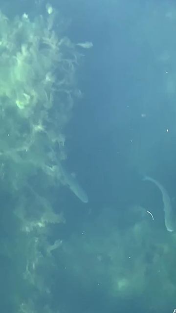 Замечательная кефаль в Имеретинском порту. смотреть онлайн