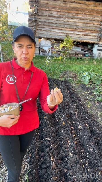 Посадка озимого чеснока, конец сентября начало октября #чеснок #посадка #дача смотреть онлайн