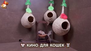 Видео для кошек про крысок развлекать питомцев 🐭🐀😂 (332)