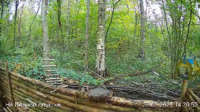 🍂СЕНТЯБРЬ в ЛЕСУ онлайн #Relaxing #природа #звуки леса #птицы #погода🍁 смотреть онлайн