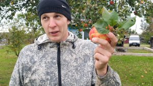 СДАЛ ЯБЛОКИ НА УКСУС И ЗАРАБОТАЛ///СКОЛЬКО МОЖНО НА ЭТОМ ЗАРАБОТАТЬ???