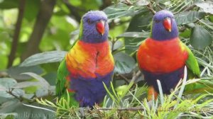 #Коран#АльАнам#СамыеКрасивыеМеста#Relaxation##Islam#Quran#AlAnam#Minshawiy #4кВидео#13часть#