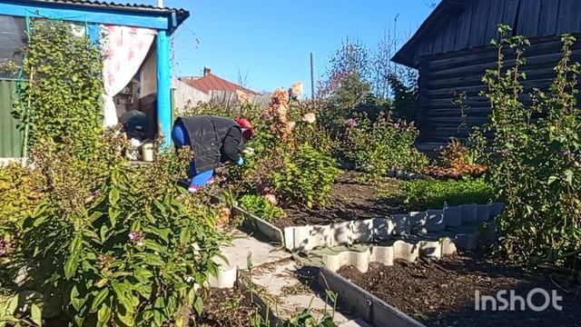 28.09.2025 года.Убираю капусту, обрезаю цветы. смотреть онлайн