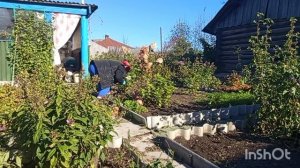 28.09.2025 года.Убираю капусту, обрезаю цветы.