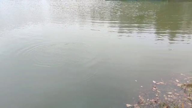 WhatsApp Video 2025-09-28 at 08.03.03 смотреть онлайн