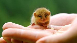 Самые милые животные