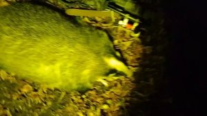 Ночная охота с карабином СКС 7,62 х 39 мм. Трофей - барсук.