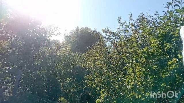 /собираюсь домой/надо срезать виноград/ смотреть онлайн