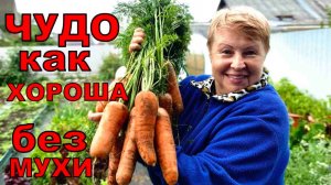 Вот это морковь из семян моего магазина. Урожай чистый, без повреждений мухой.