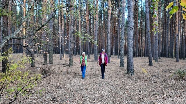 сосновый лес смотреть онлайн