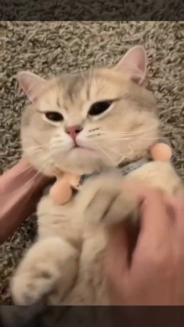 очаровательный котёнок желает доброго утра.mp4