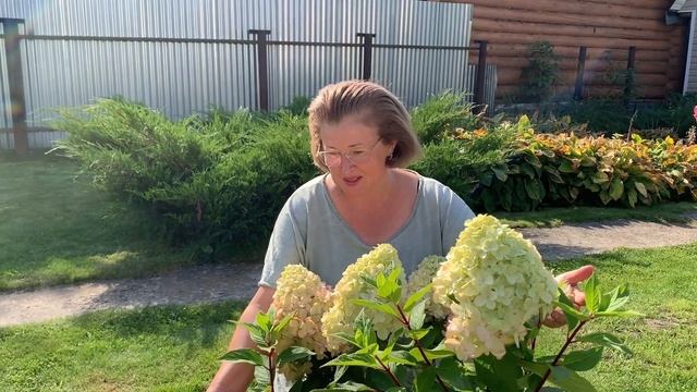 Краснеющие сорта метельчатых гортензий. Архивное видео 2023 года смотреть онлайн