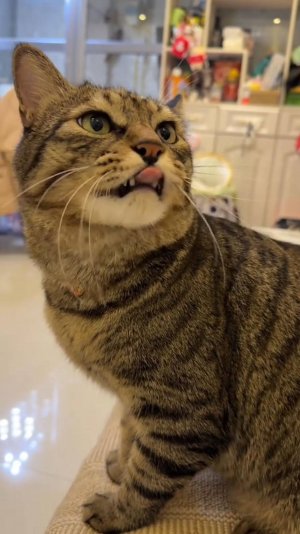 😂 КАТАСТРОФА 🙀 | КОТЛЕТКИ ЗАКОНЧИЛИСЬ 😭 | ОЗВУЧКА ОТ ROMEO 🔥 | #говорящийкот #озвучка #угараю