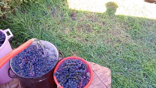 КАК ЛУЧШЕ ПЕРЕРАБАТЫВАТЬ ВИНОГРАД смотреть онлайн