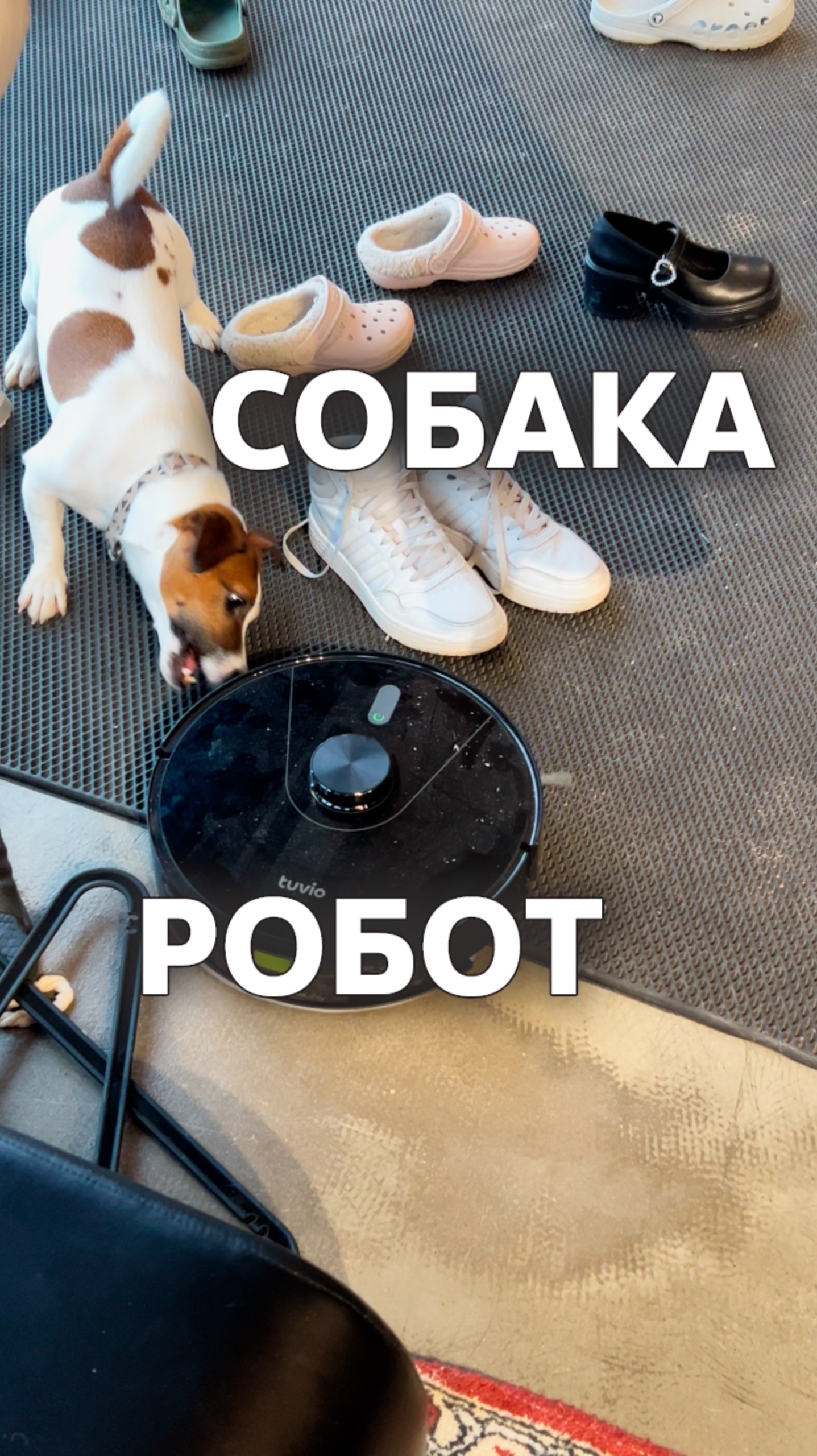 Собака и Робот Пылесос смотреть онлайн