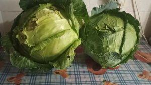 "Московская Поздняя " - наш отзыв об этом урожайном и вкусном сорте.