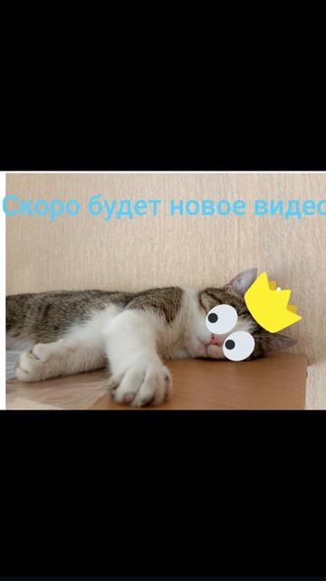 кот афигел