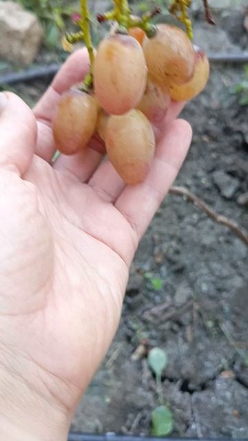 ВАНЬКА виноград селекции Калугина.В.М. +79900274169, +79900274170