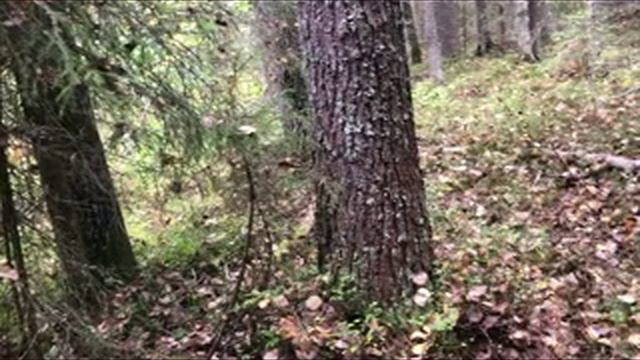 Заключительный поход в лес (2025 год). Поехали... смотреть онлайн