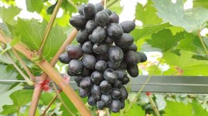 ЧЁРНАЯ РОЗА!!!🍇🍇🍇 СУПЕР НОВИНКА ОТ КАЛУГИНА!!! Telegram, WhatsApp и Vlber +79528500417.