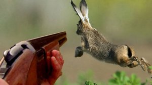 ОТКРЫТИЕ СЕЗОНА / ОХОТА на ЗАЙЦА / ПЕРВАЯ ДОБЫЧА /ПО ЧЕРНОТРОПУ / В ПОГОНЕ за ЗАЙЦЕМ