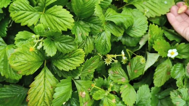 ХОББИ-ВЛОГ. Дачные выходные. 27 сентября 2025. смотреть онлайн