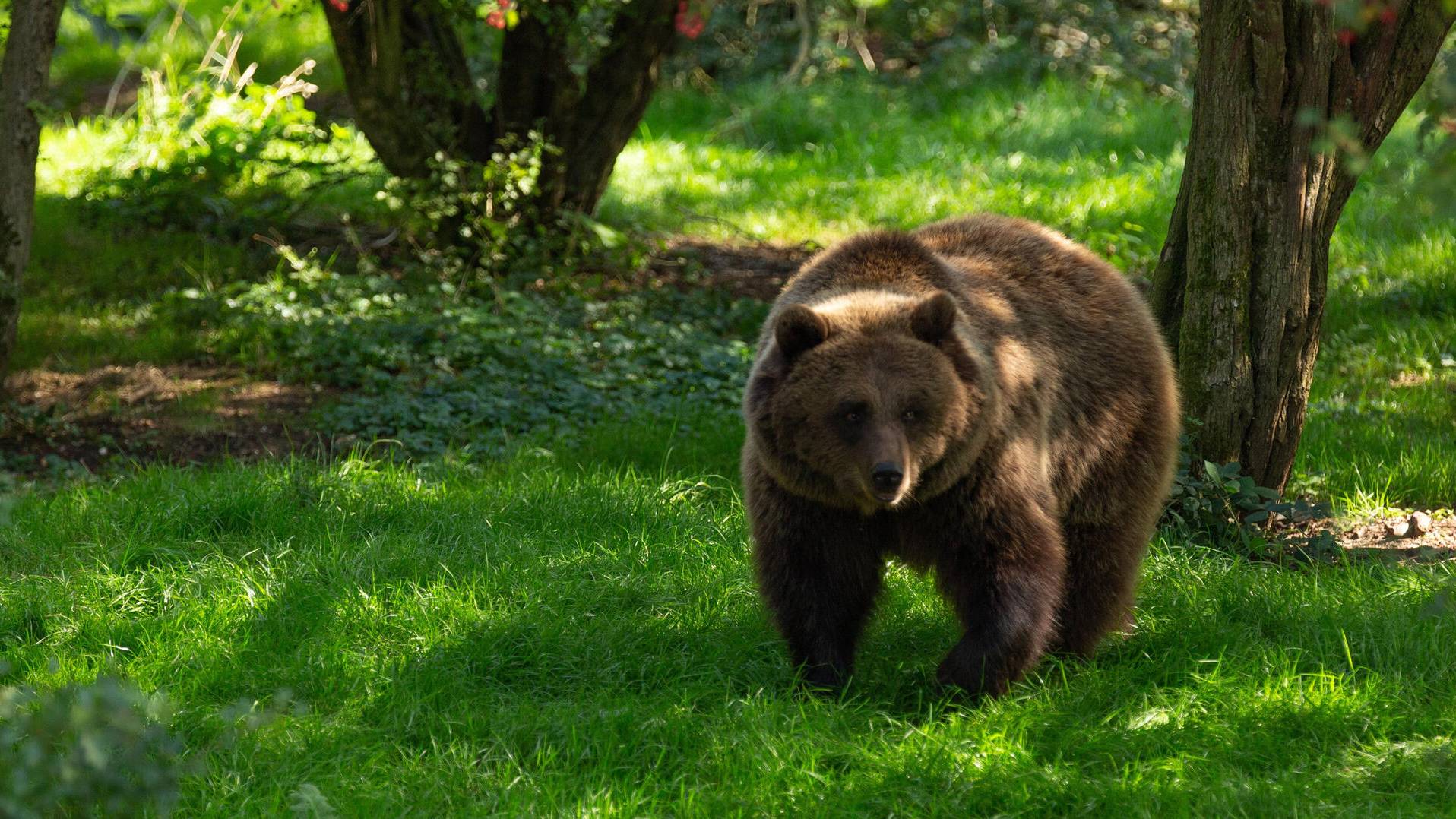 benediction-deadfall смотреть онлайн