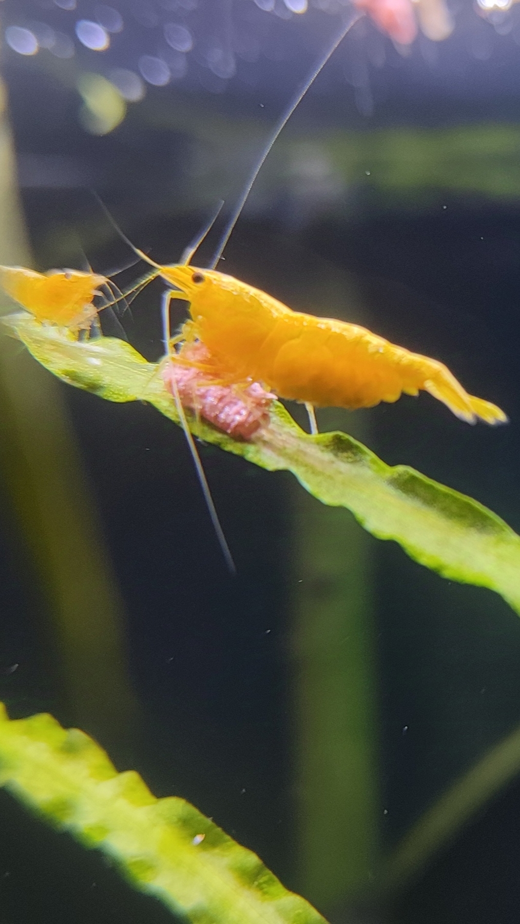 Аквариумная креветка оранжевая Сакура смотреть онлайн