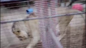 Шархан Игры кухтылями Вечерняя перекличка Спокойной ночи Видео от Ивана