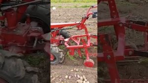 Копка картофеля, мотоблок мтз и картофелекопалка кфт-2.