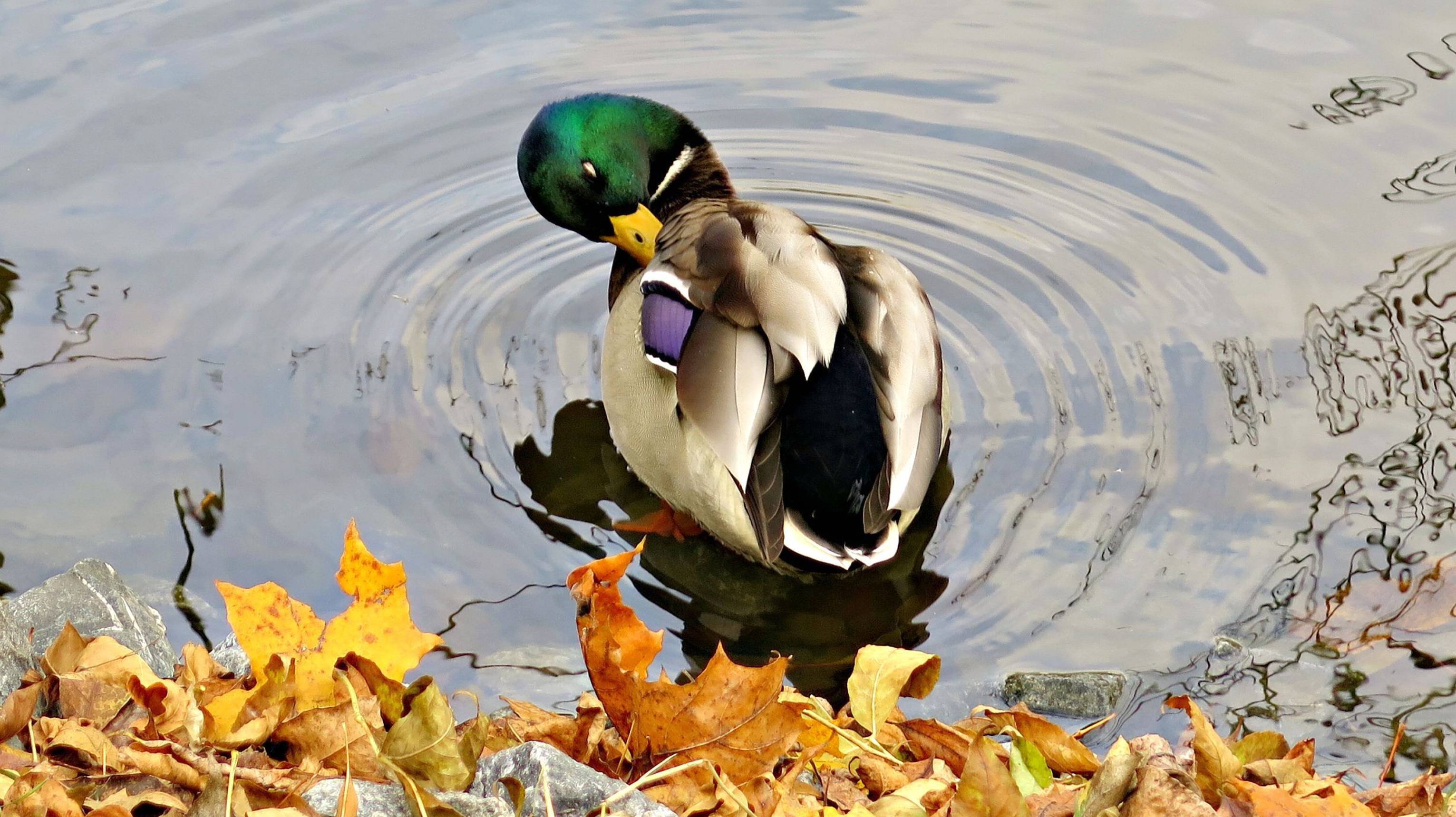 ОСЕНЬ В ГОРОДЕ смотреть онлайн