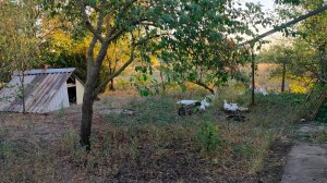 О том, о сём. У уток новоселье. Жизнь станичная.