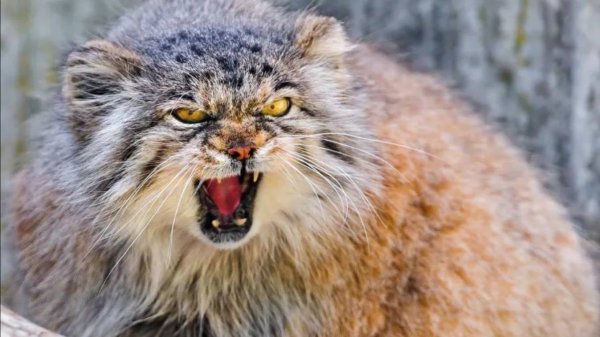 Вечно недовольный дикий кот.