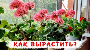 Пеларгонии на окнах в небольших объемах круглый год! Как вырастить непрерывно цветущую герань?