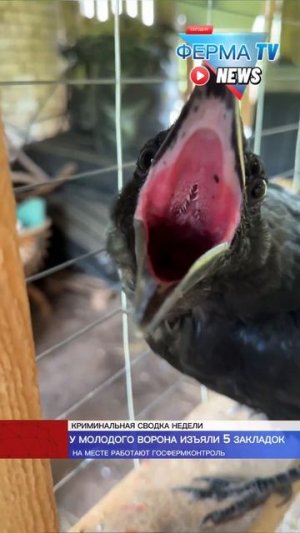 НОВОСТИ НА ФЕРМЕ САМОЕ ИНТЕРЕСНОЕ #рыжийфермер #животные #интересное