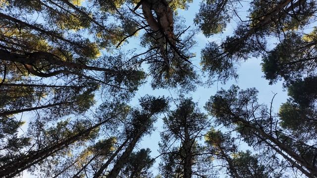 сосновый лес смотреть онлайн